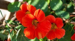 Nasturtium